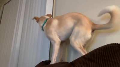 Thought my dog was trying to be a cat.... nope