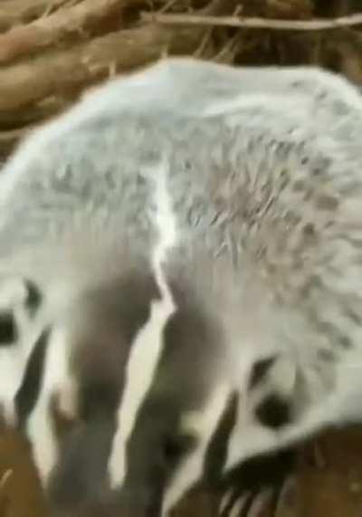 Весёлый меховой шарик