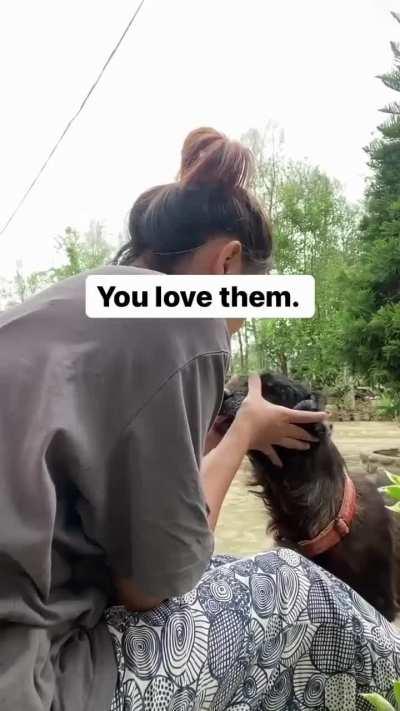 What to do when your dog grows old?