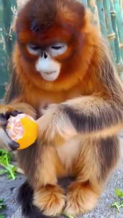 Snub-nosed monkey eats an orange