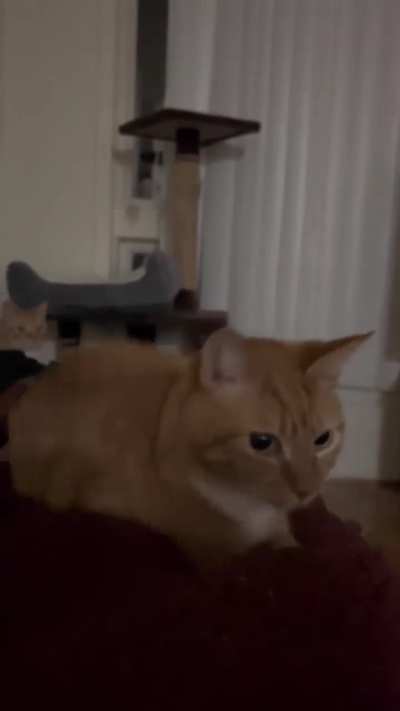 wunk behind another wunk watching wunk's behind