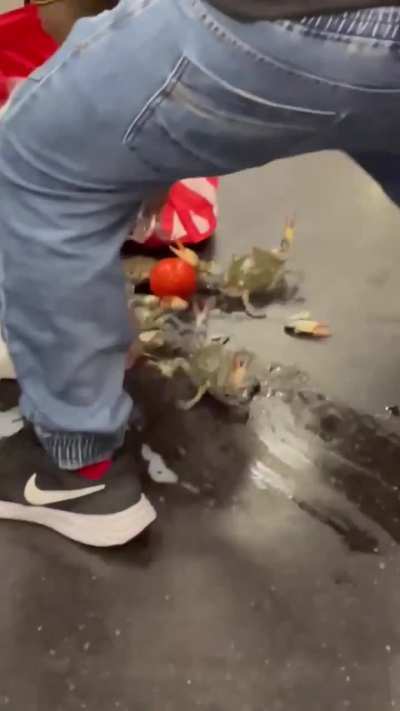 Crabs 🦀 on the Train 🚆