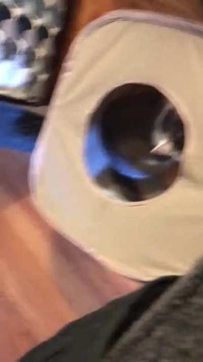 My cat saw he was being recorded