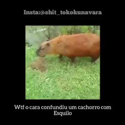 Os cara nem sabe ver q é um hipopótamo rebaixado