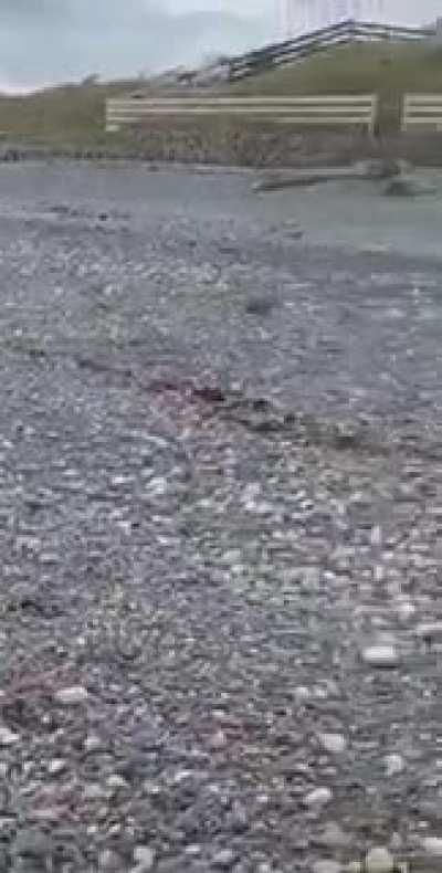 Rabbit emerges from the ocean. The world's officially gone mad.