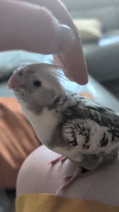 Why no scritch mama?