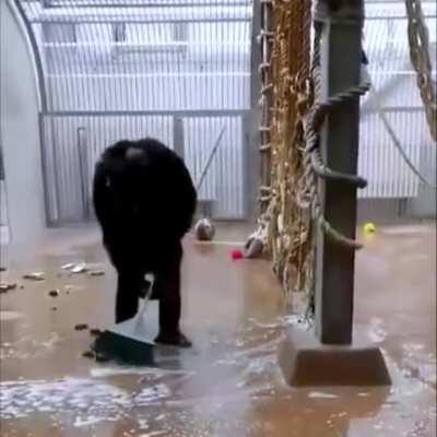 Zookeeper left a broom in the cage...