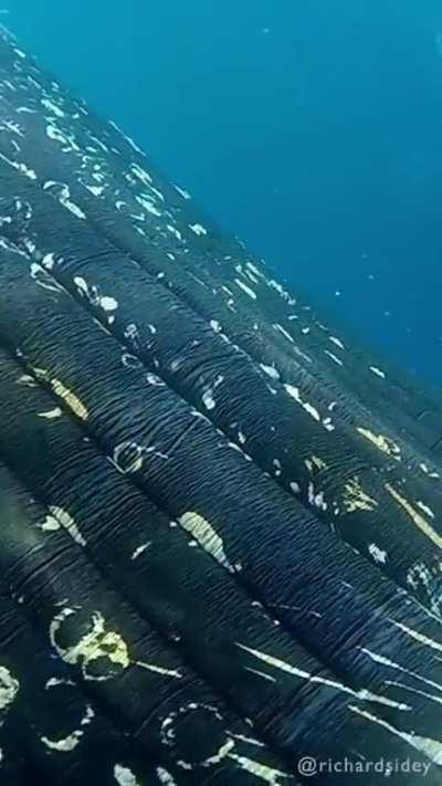 VERY close encounter