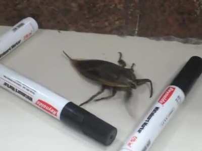 What its like when a Novistador starts flying