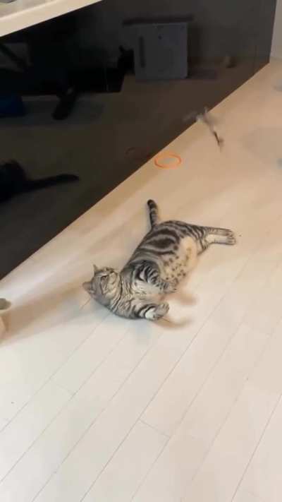 Cat be like what is this thing flying over me😂