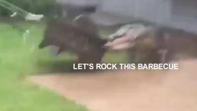 Croc at weekend barbecue [OC]