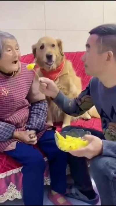 Don't you just love dogs?