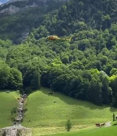This is how Swiss milkshake is made.