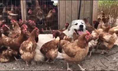 The life of a livestock guardian dog