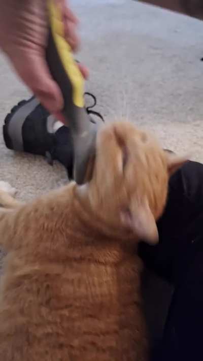 She loves her brushies