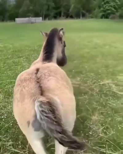 He really loves butt scratches