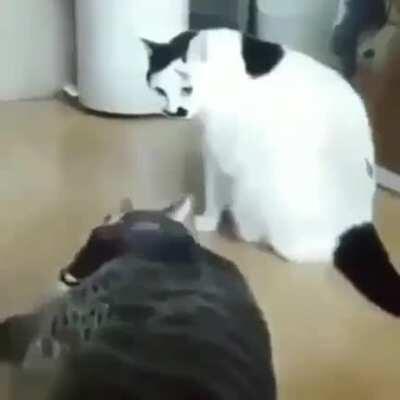 to fight