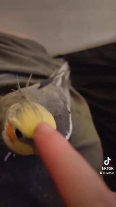 scruffles wants to sing for u :)