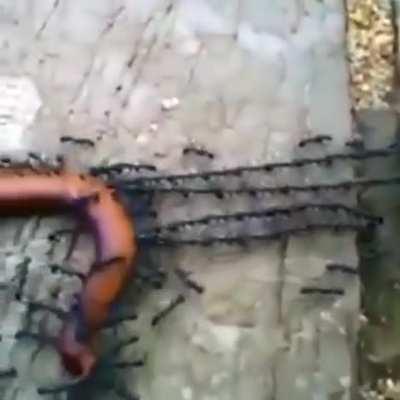 Ants assembling into a daisy chain to transport a millipede home
