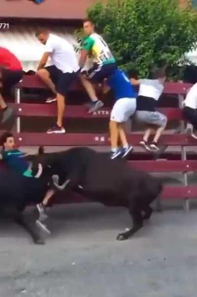 WCGW Playing with the Bulls.