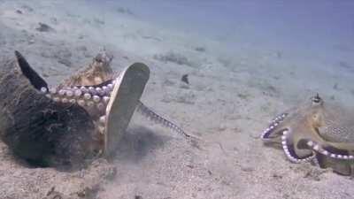 🔥 Octopus Uses a Shield and Slaps Another Octopus