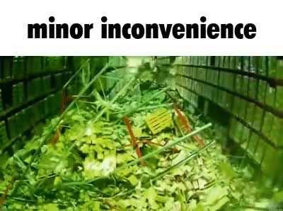 the fog will consume us all in 2027