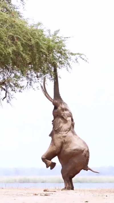 🔥African elephant standing on hind legs to feed on tree