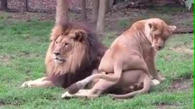 To seduce a lion
