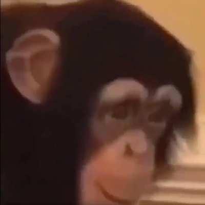 Hero ape sacrifices himself