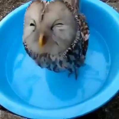 Moist Owlette