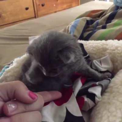 2 Week Old Kitten Practices High Fives