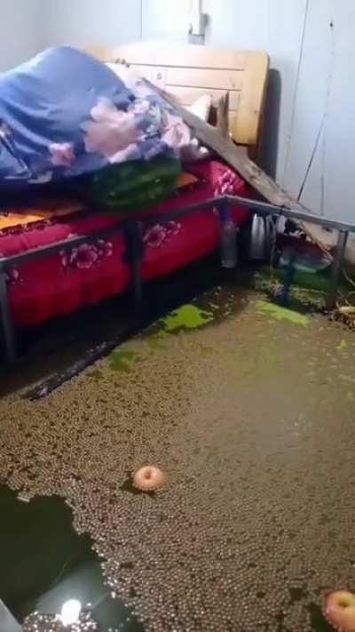 el melon tiene agua adentro?