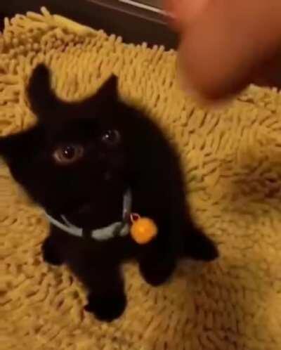 This kitten’s human-like eyes creep me out