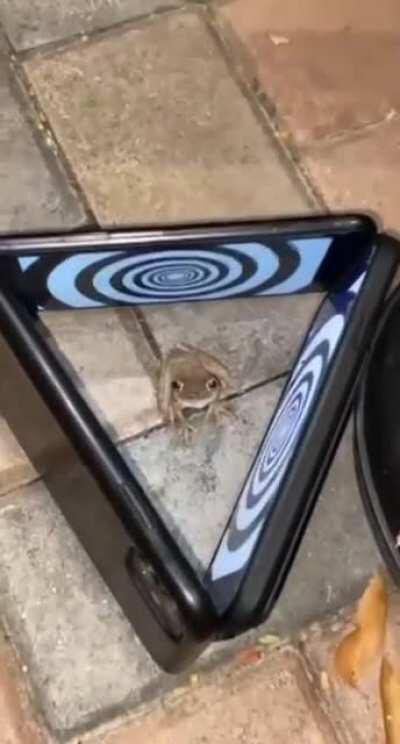 Hypno-frog