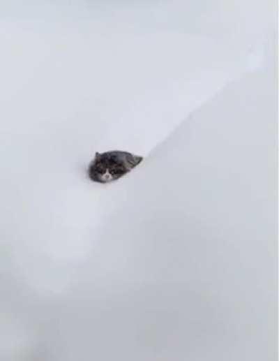 Снежный барсик