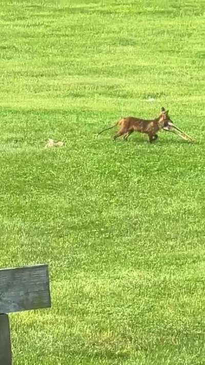 Caught an episode of Wild Kingdom in the front yard