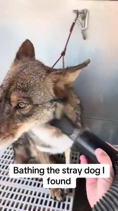 Holup, Stray Dog...!