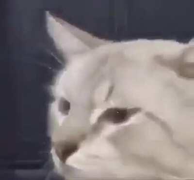 so esses gatinhos mesmo