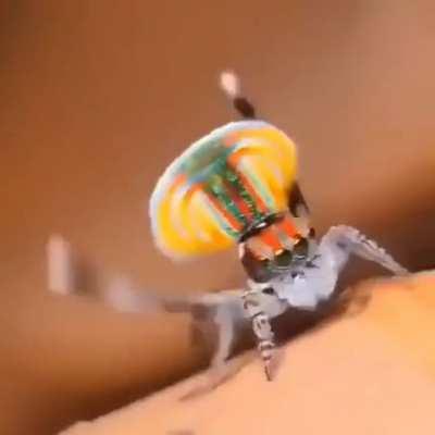🔥 Mating Dance of the Male Peacock Spider 🔥