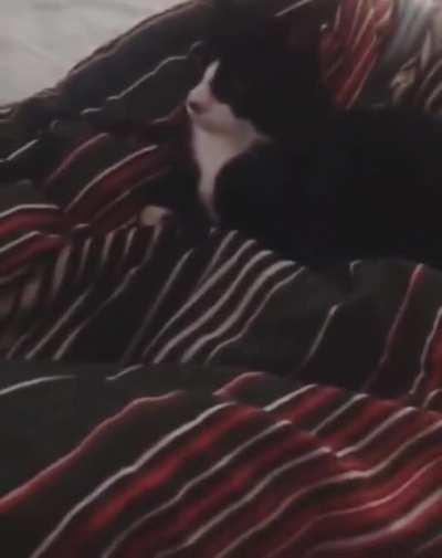 When your kitten thinks he's a dog ( Vol. Up)