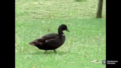 Un pato caminando con linkin park de fondo