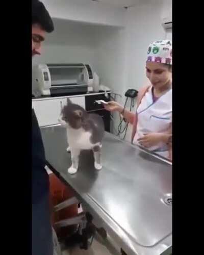 Please, they're such a good kitty