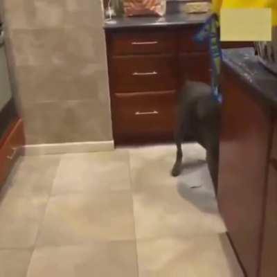 Don't mess with that dog