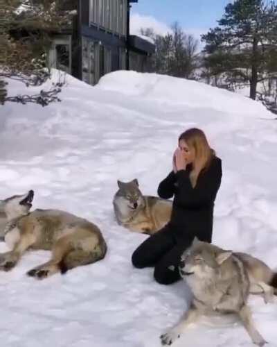 She started a pack howl with wolves in Northern Norway inside the Arctic Circle