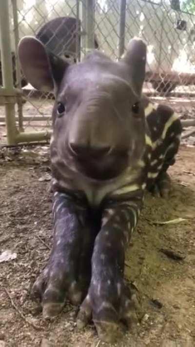 Now tell me this TAPIRUS is not derpy!