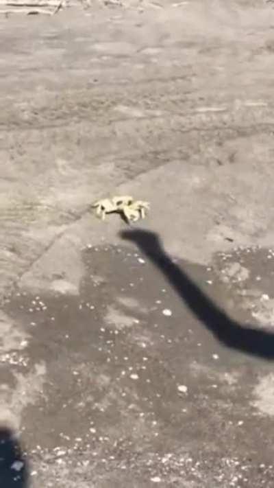 Playing around with the poor crab