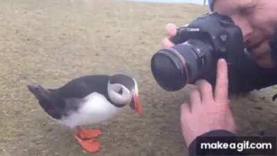🔥 Curious Puffin befriending a photographer 🔥