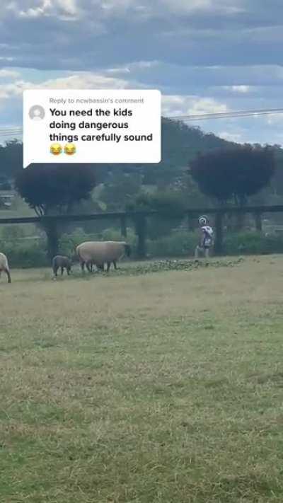 At least he wore a helmet?