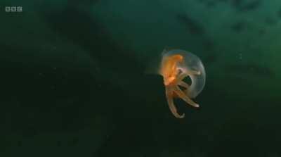 🔥 The Sea Angel (as long as the pinky finger) is the most alien thing I've ever watched about nature in Planet Earth III