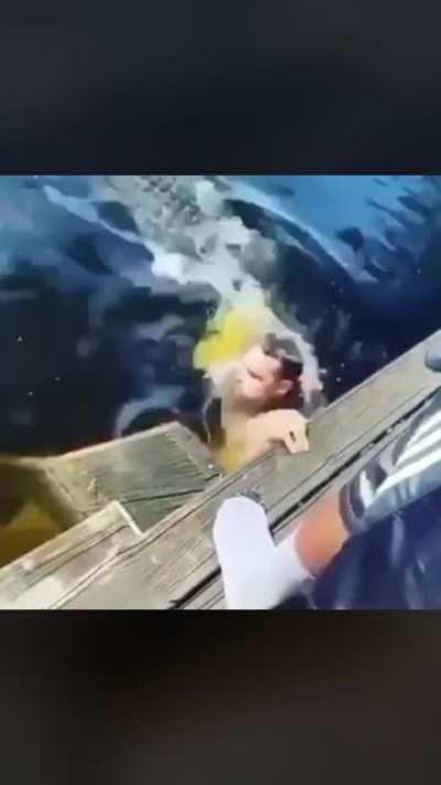 Man swimming with alligators gets... exactly what you’d expect.